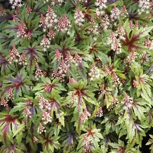 Tiarella 'Sugar & Spice' - Photo(s) courtesy of TERRA NOVA® Nurseries, Inc.