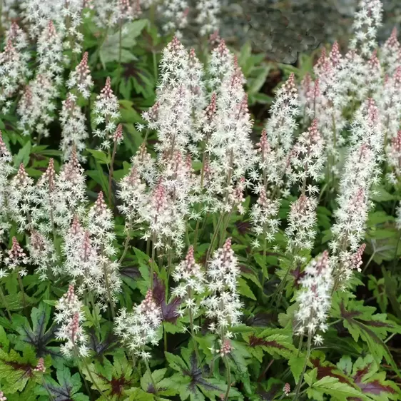 Tiarella 'Sugar & Spice' - Photo(s) courtesy of TERRA NOVA® Nurseries, Inc.