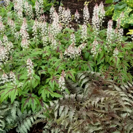 Tiarella 'Sugar & Spice' - Photo(s) courtesy of TERRA NOVA® Nurseries, Inc.