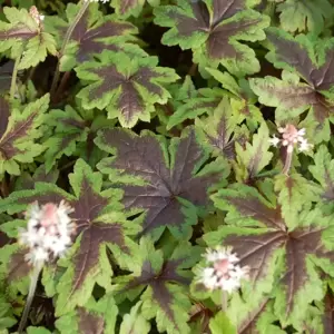 Tiarella 'Sugar & Spice' - Photo(s) courtesy of TERRA NOVA® Nurseries, Inc.