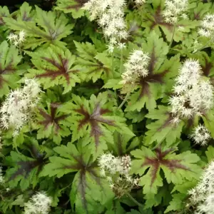 Tiarella 'Sugar & Spice' - Photo(s) courtesy of TERRA NOVA® Nurseries, Inc.