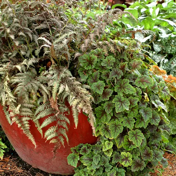 Picture - Terra Nova Nurseries