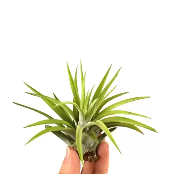 Tillandsia abdita - Air Plant