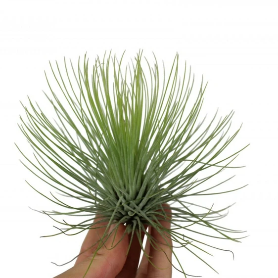 Tillandsia andreana - Air plant