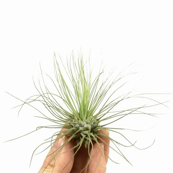 Tillandsia argentea - Air Plant