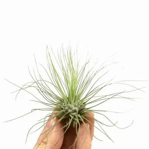 Tillandsia argentea - Air Plant