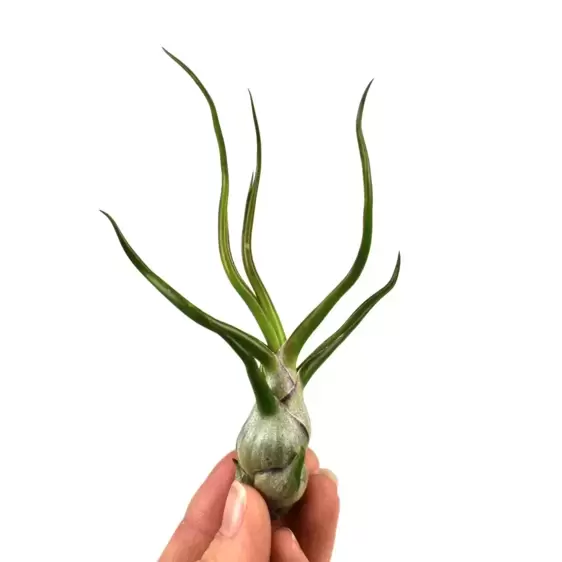 Tillandsia bulbosa - Air Plant