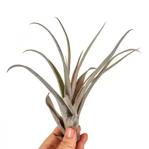 Tillandsia capitata - Air plant