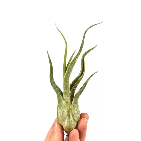 Tillandsia caput-medusae - Air Plant