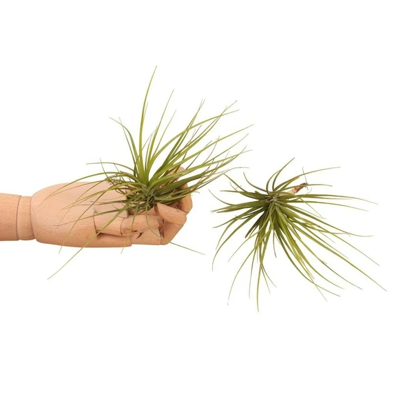 Tillandsia caulescens - Air plant