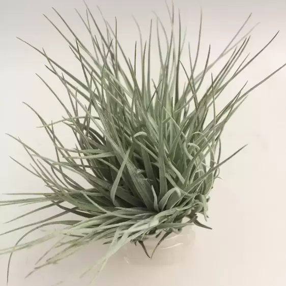 Tillandsia 'Cotton Candy' - Air Plant