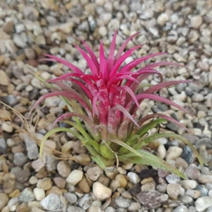 Tillandsia creative Red - Air Plant - image 2