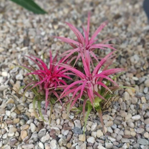 Tillandsia creative Red - Air Plant - image 1