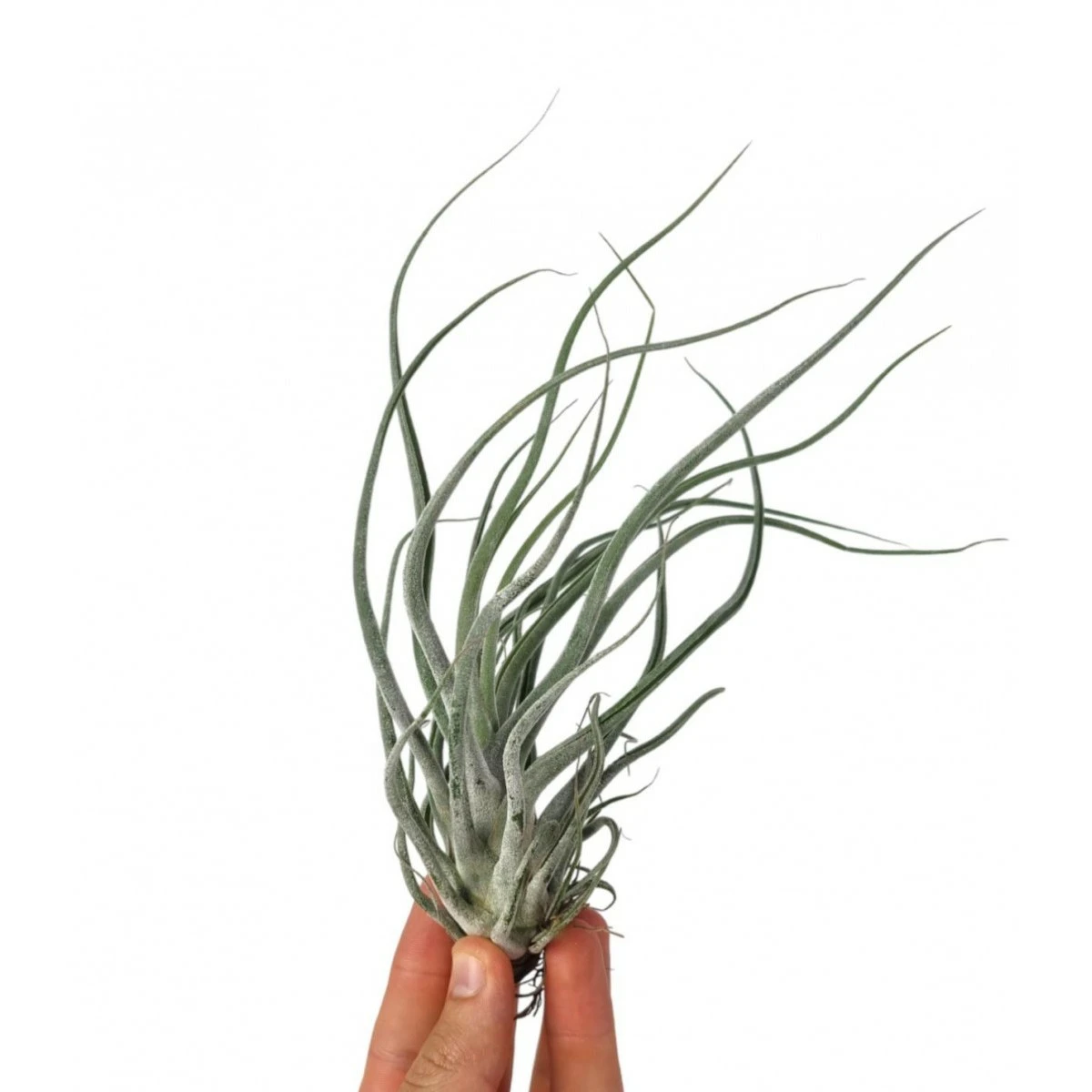 正規タグ ワイルドスワン'Wild Swan'(tillandsia チランジア Swan