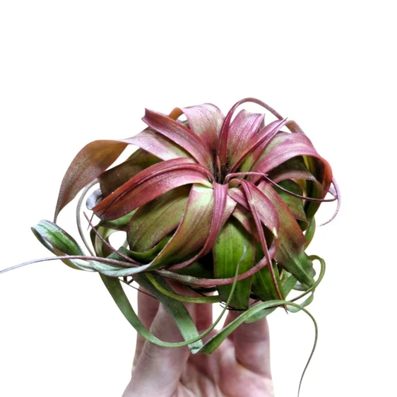Tillandsia 'Eric Knobloch ' - Air Plant