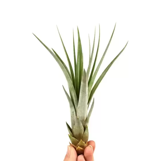 Tillandsia faciculata - Air Plant