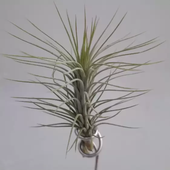 Tillandsia funckiana - Air Plant