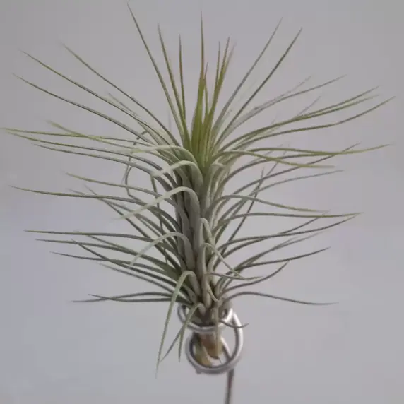 Tillandsia funckiana 15cm - Air Plant