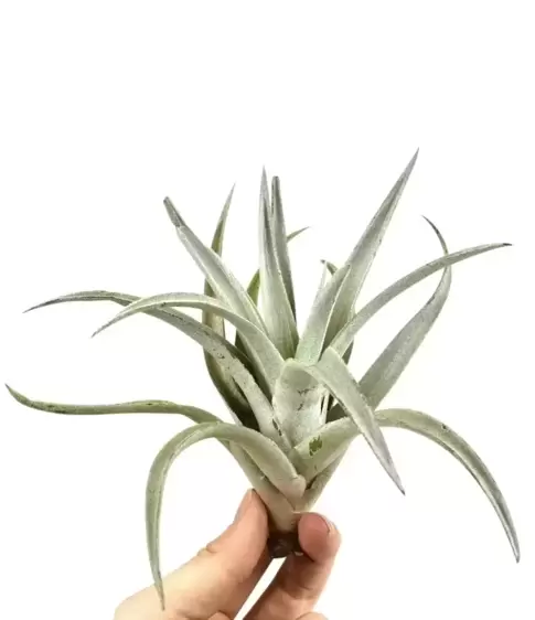 Tillandsia harrisii - Air Plant