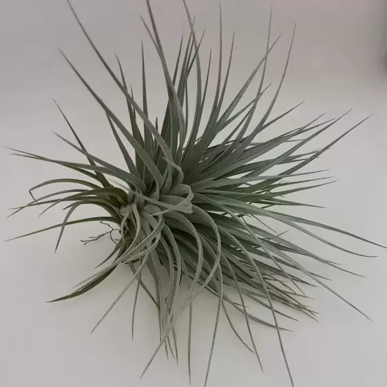 Tillandsia 'Houston' - Air Plant