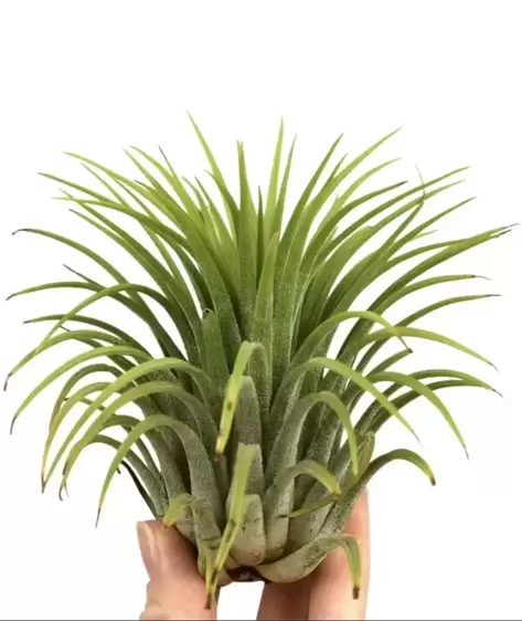 Tillandsia ionantha Green - Air Plant - XXXL