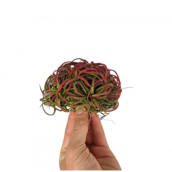 Tillandsia ionantha Red - Air Plant - Clump