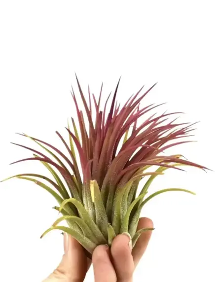 Tillandsia ionantha Red - Air Plant - L
