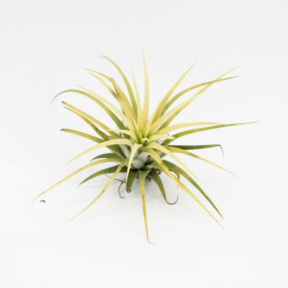 Tillandsia ionantha Yellow - Air Plant