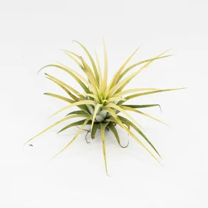 Tillandsia ionantha Yellow - Air Plant
