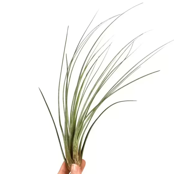 Tillandsia juncea - Air Plant