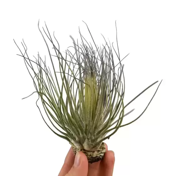 Tillandsia magnusiana - Air Plant