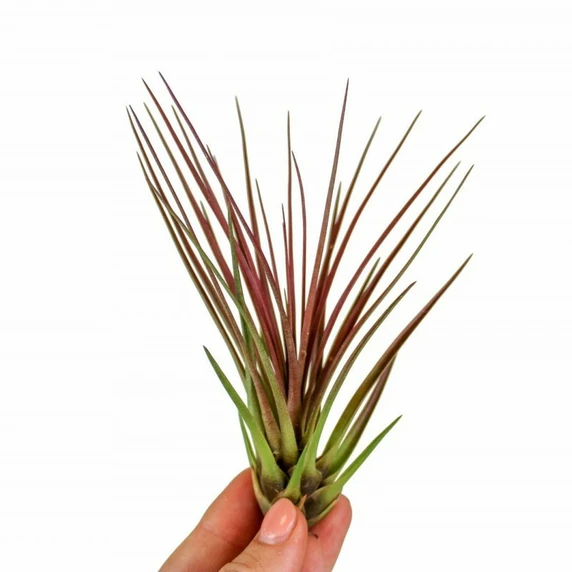 Tillandsia melanocrater 'Red' - Air Plant