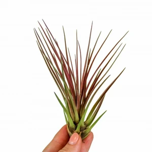 Tillandsia melanocrater 'Red' - Air Plant
