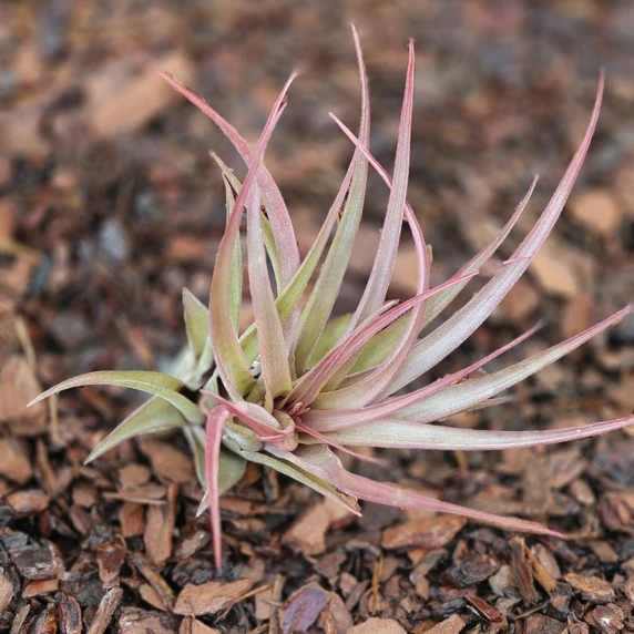 Tillandsia multiflora - Air Plant