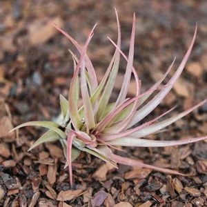 Tillandsia multiflora - Air Plant