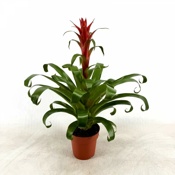 Tillandsia 'Naomi'