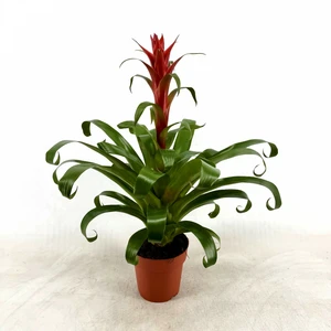 Tillandsia 'Naomi'