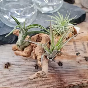 Tillandsia on Wood - Air Plant