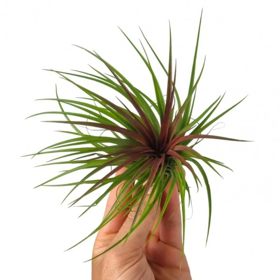 Tillandsia 'Rainforest Red' - Air Plant