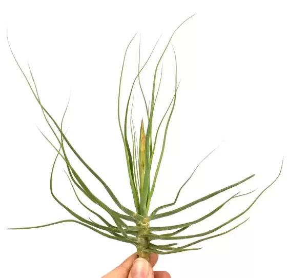 Tillandsia schiedeana - Air Plant