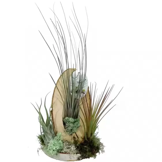 Tillandsia set of 3 - Air Plant