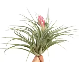 Tillandsia Silver - Air Plant - image 2