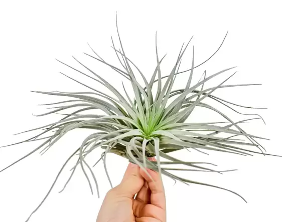 Tillandsia Silver - Air Plant - image 1