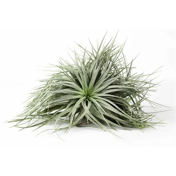 Tillandsia Silver - Air Plant - image 1