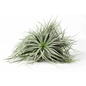 Tillandsia Silver - Air Plant