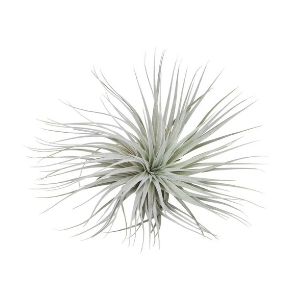 Tillandsia 'Silver Kop' - Air Plant