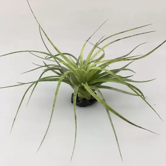 Tillandsia 'Stricta Bark' - Air Plant