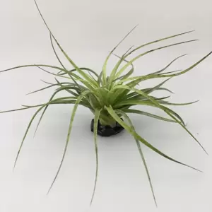 Tillandsia 'Stricta Bark' - Air Plant