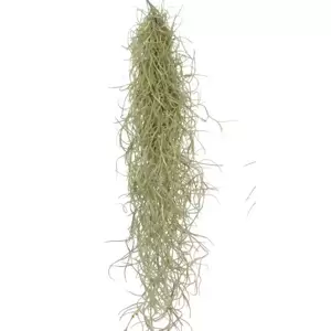 Tillandsia usneoides - Air Plant