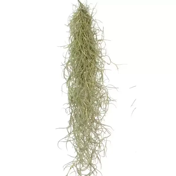 Tillandsia usneoides - Air Plant - image 1